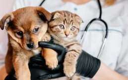 Grace Animal Hospital – Your Trusted Animal Care Partner in Downey