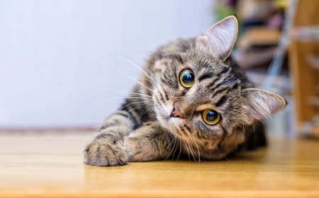 How to Help Your Cat with Hairballs Naturally